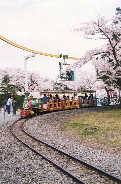 松ヶ岡公園の桜