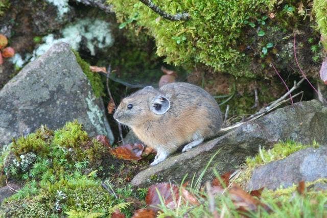 ナキウサギ