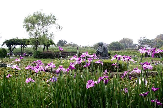 牛久市観光アヤメ園