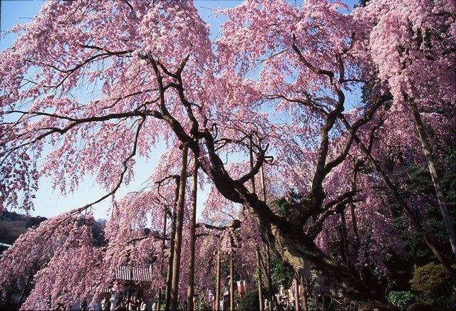 太山寺しだれ桜