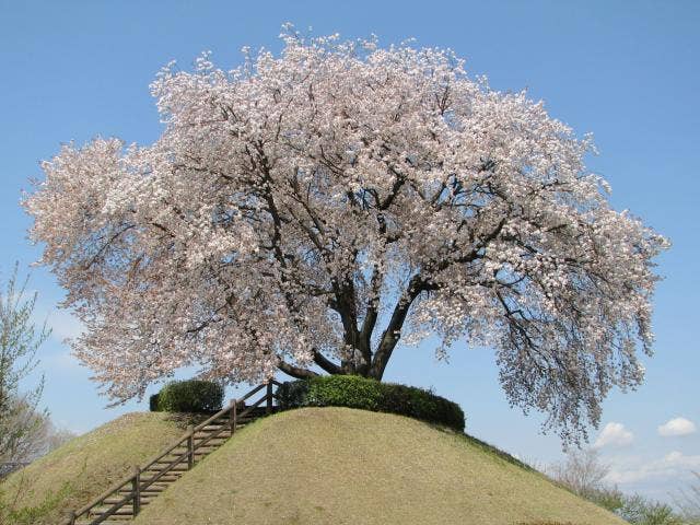 つがの里桜