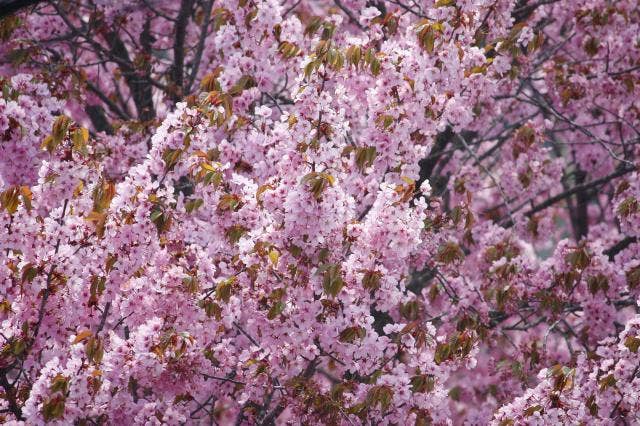 水源公園桜1