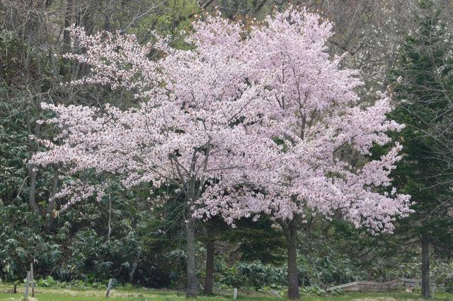 水源公園桜３