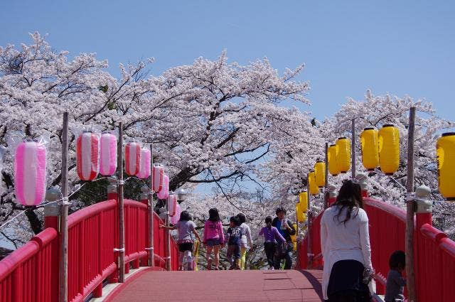 公園西側の桂城橋と桜