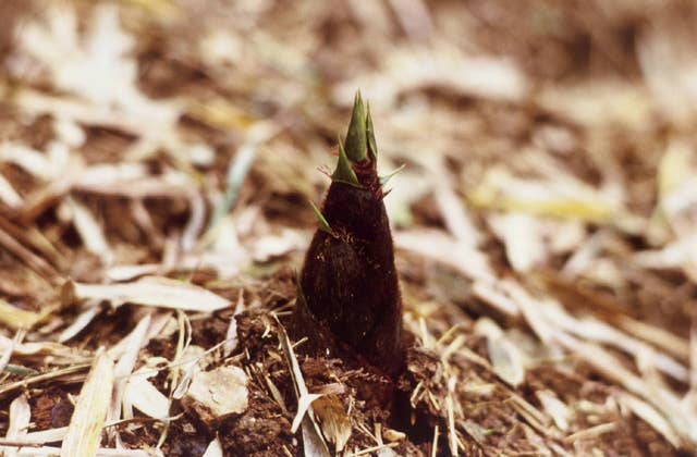 Bamboo shoot