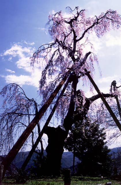 法泉寺の枝垂桜