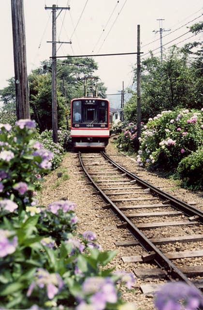 箱根登山鉄道沿線のアジサイ