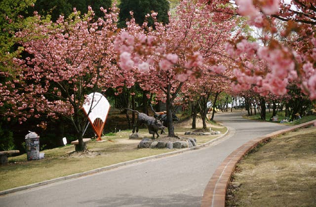 倶利伽羅山の八重桜