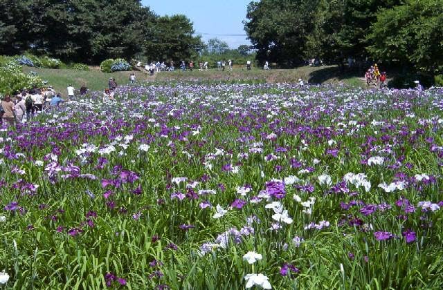 赤堀花しょうぶ園