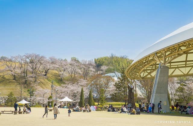 鞍ケ池公園の桜