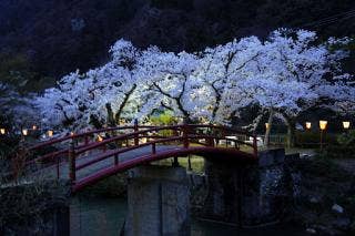 庄川桜並木