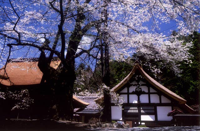 雲峰寺の桜