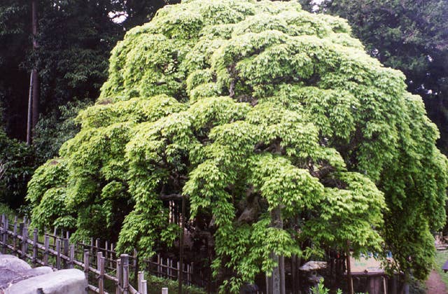 幸神神社のシダレアカシデ