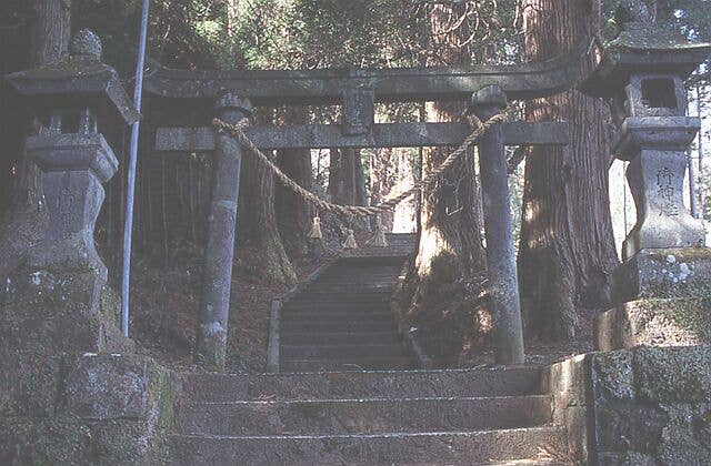 健男社の杉