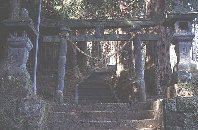 The cedar of Takeo