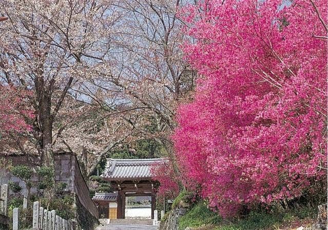 無動寺のミツバツツジ