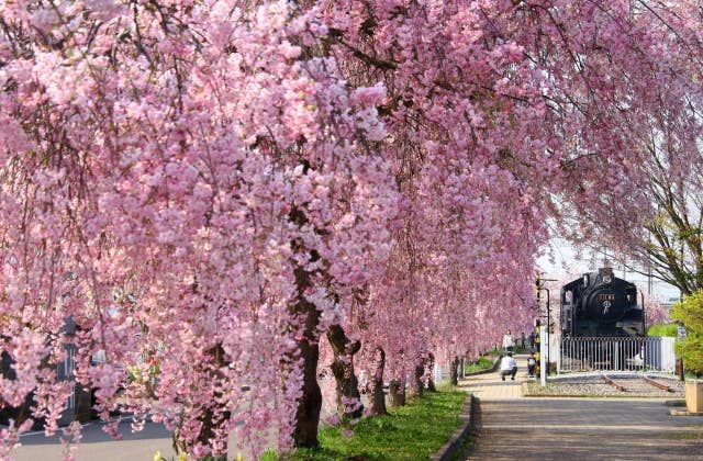 SLとしだれ桜