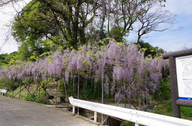 木城のフジノキ