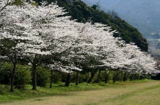 鷲原公園／さくら