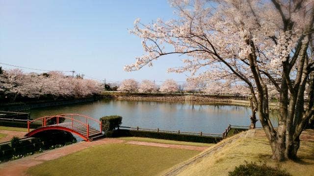 水辺公園ソメイヨシノ