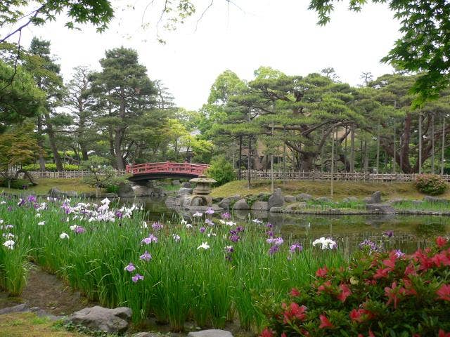 芦城公園花菖蒲