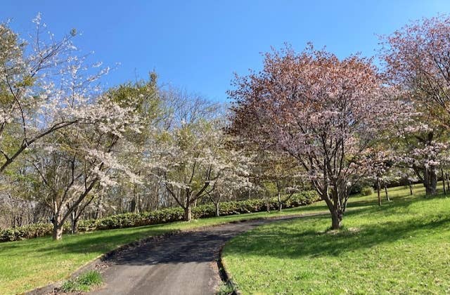 桜並木