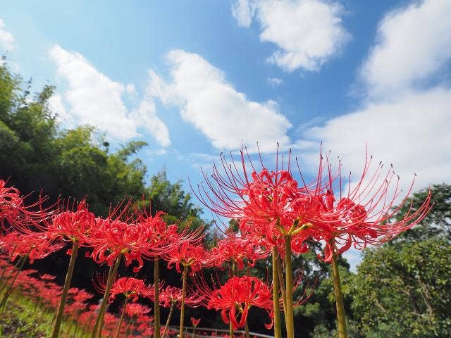 二宮町ラディアン花の丘公園彼岸花