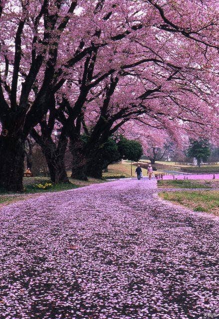 長峰公園の桜