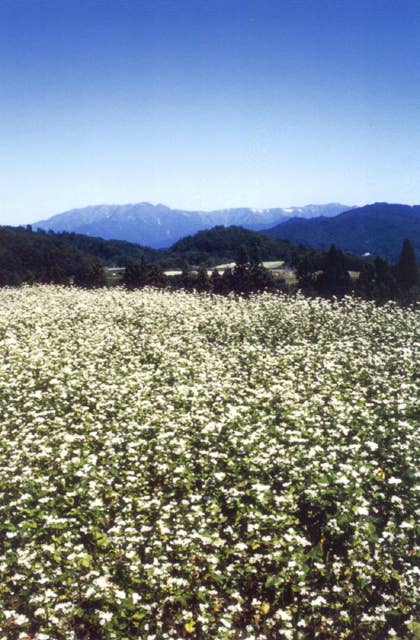 Buckwheat field