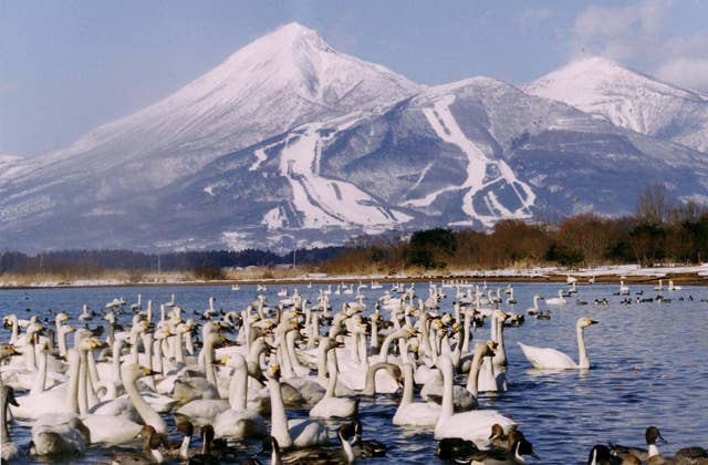 大白鳥・小白鳥