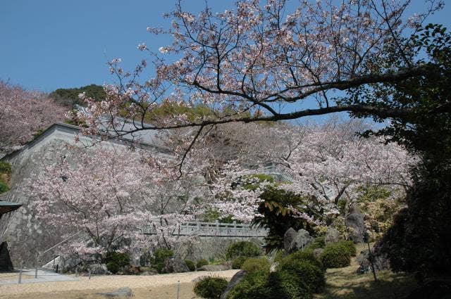 圓城寺の桜
