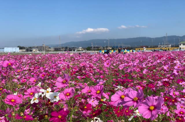 東員町コスモス畑１