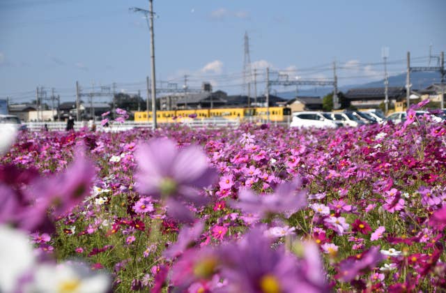 東員町コスモス畑２