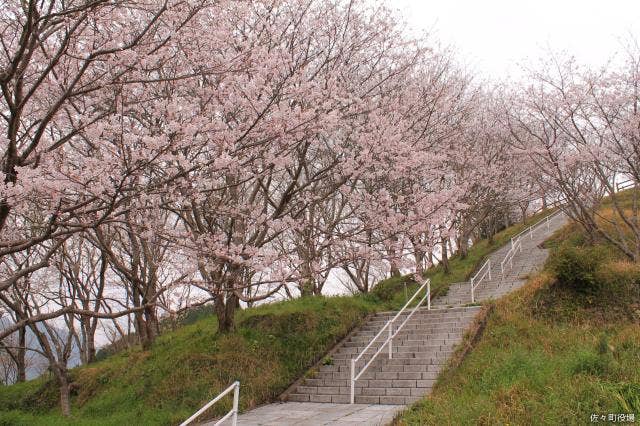 千本公園桜