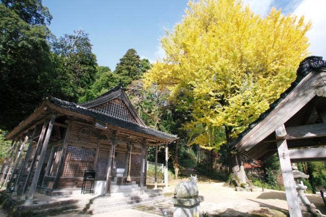 転法輪寺の大イチョウ（紅葉）