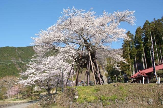 本郷の千年桜