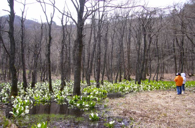 峠山ミズバショウ群生地