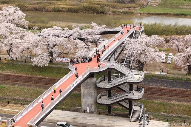 しばた千桜橋：春