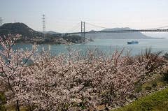 火の山公園の桜