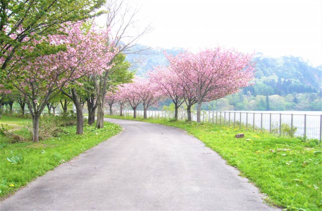 春の川尻湖畔公園