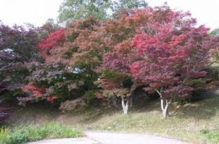 江汐公園／もみじ