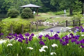 物見山総合公園　しょうぶ