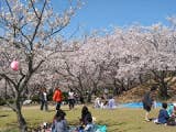 戦場ヶ原公園の桜