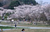 加頼沼の桜