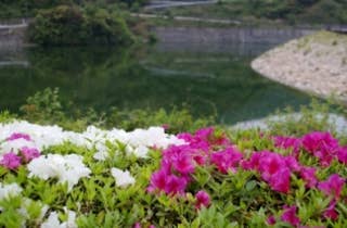 屋代ダム公園／つつじ