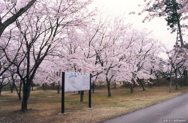 天神岬スポーツ公園の桜