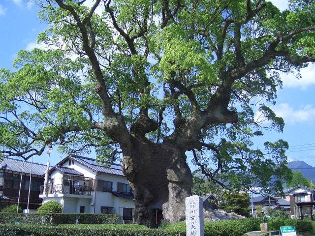 川古の大楠