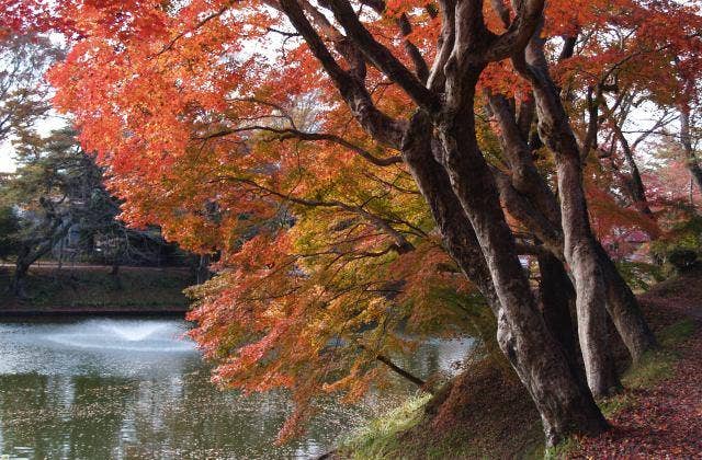 棚倉城跡の紅葉