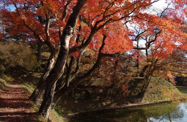 棚倉城跡の紅葉