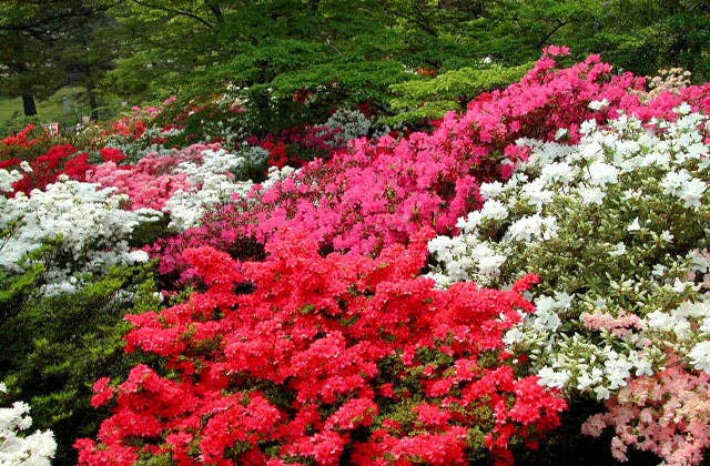 能代公園のツツジ